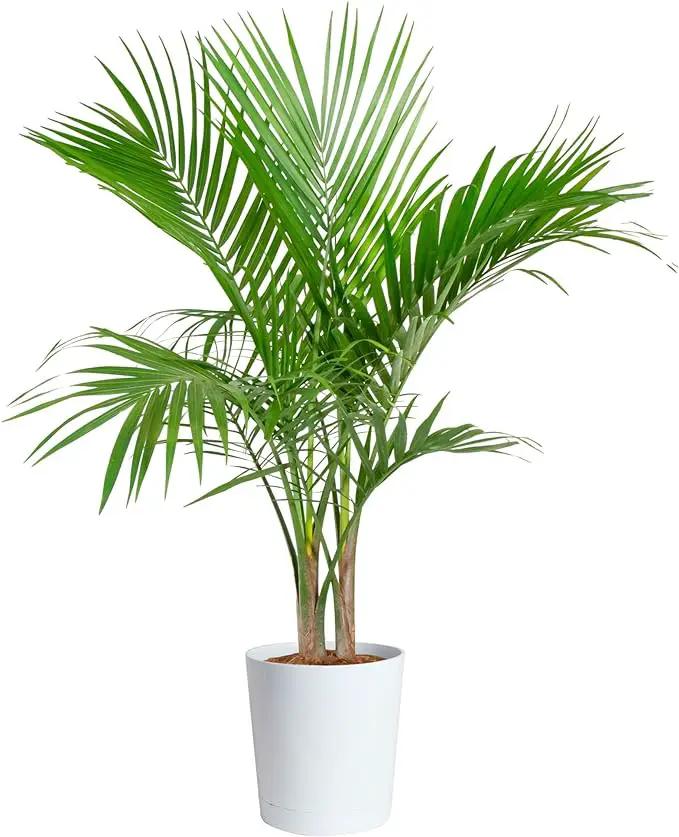 Costa Farms Majesty Palm Live Plant, Indoor and Outdoor Live Palm Tree, Potted in Natural Plant Pot, Tropical Patio, Balcony, Home and Room Decor, Houseplant Gift for Housewarming, 3-4 Feet Tall by GreenHaven Gardens