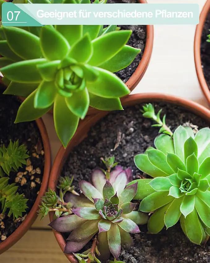 vensovo 5.7 Inch Terracotta Shallow Succulent Pot - 6 Pack Terra Cotta Clay Pots with Saucer, Cacuts Terra-Cotta Indoor and Outdoor Planters with Drainage Hole by GreenHaven Gardens