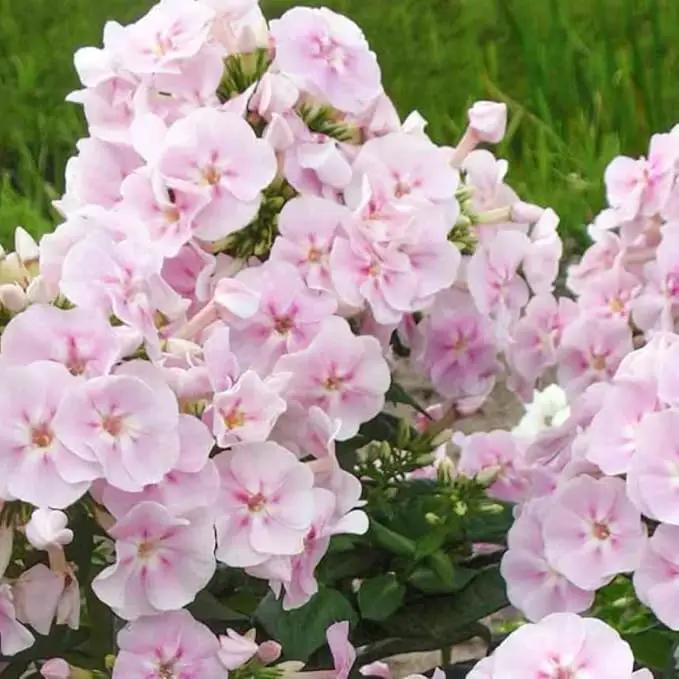 1000+ Phlox Seeds for Planting - Phlox Popstars Seeds Perennial Ground Cover Plants- Annual Flower for Home Garden by GreenHaven Gardens