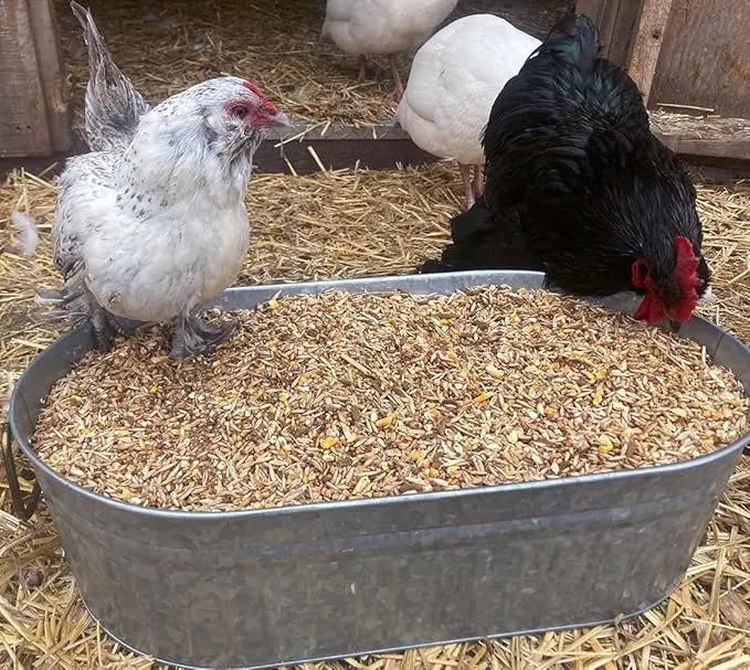 Pampered Chicken Mama Chick Feed - Premium Chicken Scratch Treat - High Protein & Calcium Grower Feed for Laying Hens (10 lbs) by GreenHaven Gardens