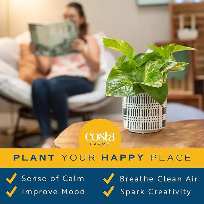Costa Farms Live Pothos Plant (Pack of 4) - Easy Grow Vining Live Indoor Houseplant, Air Purifying Trailing Plant in Plant Pots, Housewarming Gift, Room, Home Decor, 10-12 Inches Tall by GreenHaven Gardens