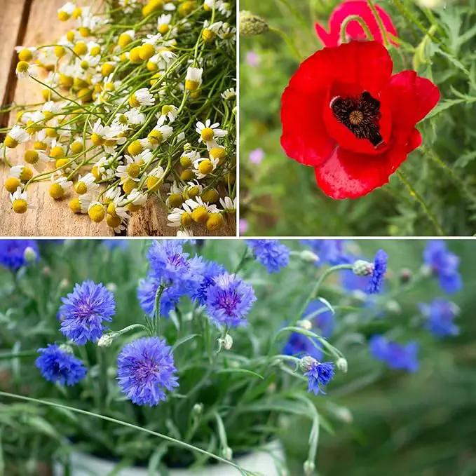 Eden Brothers Field of Dreams Flower Mixed Seeds for Planting, 1 lb, 480,000+ Seeds with German Chamomile, Cornflower | Attracts Pollinators, Plant in Spring or Fall, Zones 3, 4, 5, 6, 7, 8, 9, 10 by GreenHaven Gardens