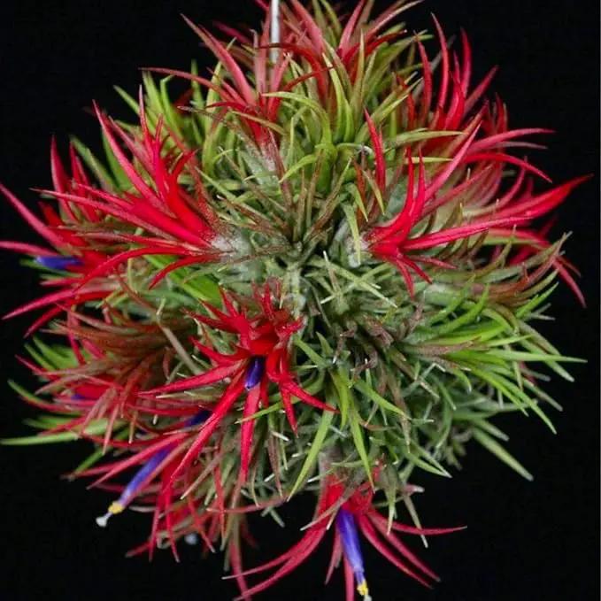 Red Tillandsia Air Plants Live, Set 20 Live Plant, Tillandsia Plants, Succulents Plant Live, Indoor and Outdoor House Plant by GreenHaven Gardens
