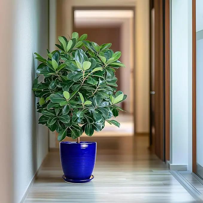 Ceramic Planter Pot - 10 Inch Plant Pot Indoor with Drainage Hole and Saucer Round Planter Large Modern Decorative Flower Pot Outdoor Garden Pot Blue by GreenHaven Gardens