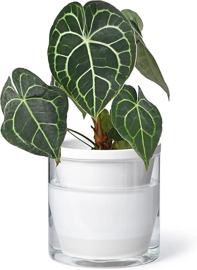 D'vine Dev 6 Inch Design Self Watering Planter for Indoor Plants, White Terracotta Pots with Cylinder Glass Cup, 37-X-B-2 by GreenHaven Gardens