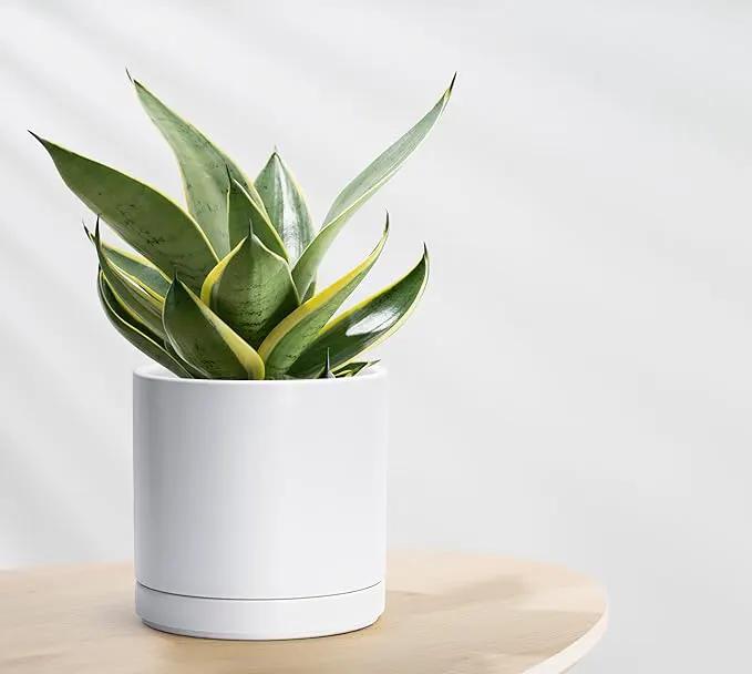 D'vine Dev 8 Inch Ceramic Planter Pot with Drainage Hole and Saucer, Indoor Cylinder Round Planter Pot, White, 94-O-D-1 by GreenHaven Gardens