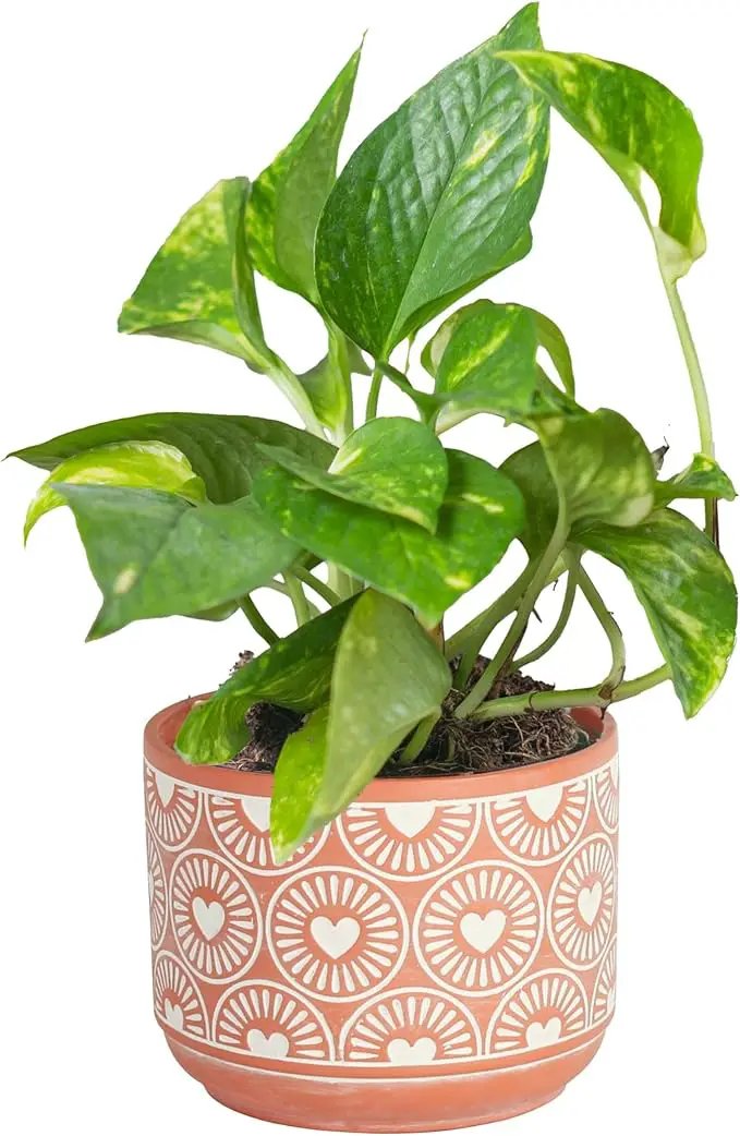 Costa Farms Golden Pothos Live Plant, Easy to Grow Vining Live Indoor Houseplant in Décor Planter, Real Housewarming Plant Gift, Home or Room Decor, 8-Inches Tall by GreenHaven Gardens