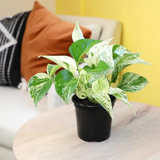 Marble Queen Pothos Plant in 4 Inch Planter Pot for Plants, Low Light Plants Live Houseplants, Pothos Live Plant Decor, Live Plants Indoor Plants Live Houseplants Live Indoor Plants by Plants for Pets by GreenHaven Gardens