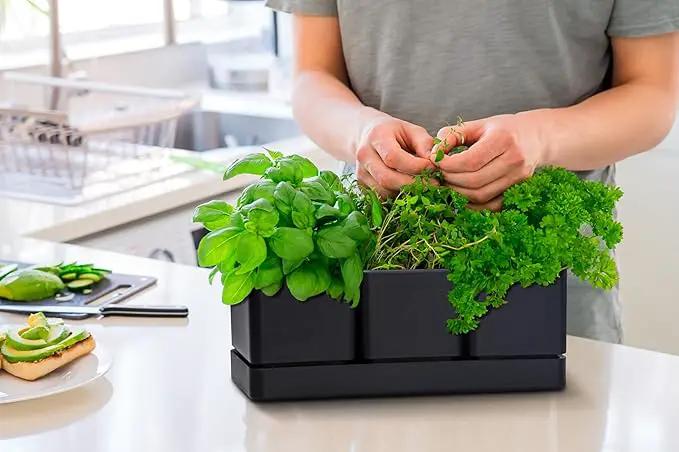 D'vine Dev Herb Garden Planter Set, Plastic Plant Pots with Drainage and Saucer, Indoor Succulent Cactus Vegetable Pot for Windowsill, Garden Balcony, Black, Set of 1, 76-V-B-1 by GreenHaven Gardens