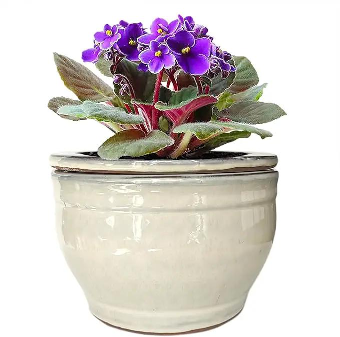 African Violet Pots Self Watering Round Ceramic Violet Pot (White, 6 inch) by GreenHaven Gardens