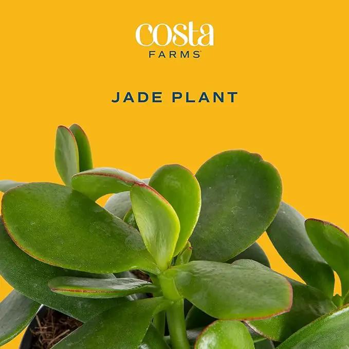 Costa Farms Succulent Live Plant, Jade Plant, Potted in Modern Decor Planter with Potting Soil Mix, Beautiful Room or Office Decor, Housewarming, Birthday Gift, 6-Inches Tall by GreenHaven Gardens