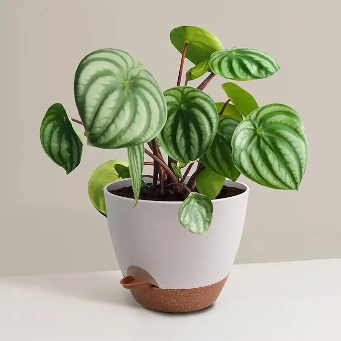 Plant Pots 12/10/9 inch Set of 3, Self Watering Flower Pots Indoor Outdoor, Planters with Drainage Hole Saucer Reservoir, White by GreenHaven Gardens