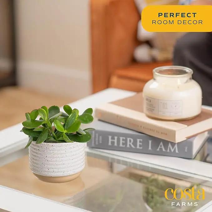 Costa Farms Succulent Plant, Live Jade Plant, Potted in Cute Decor Plant Pot with Potting Soil Mix, Room and Plants Home Decor, Housewarming, Birthday Gift, 6-8 Inches Tall by GreenHaven Gardens