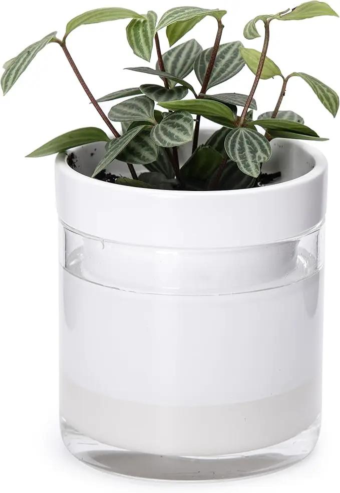 Phoenix Vine 4 Inch Self Watering Planter, White Terracotta Clay Pot with Glass Reservoir for Indoor Plants, Herbs, Flowers, Set of 1, 52-B-E-1 by GreenHaven Gardens