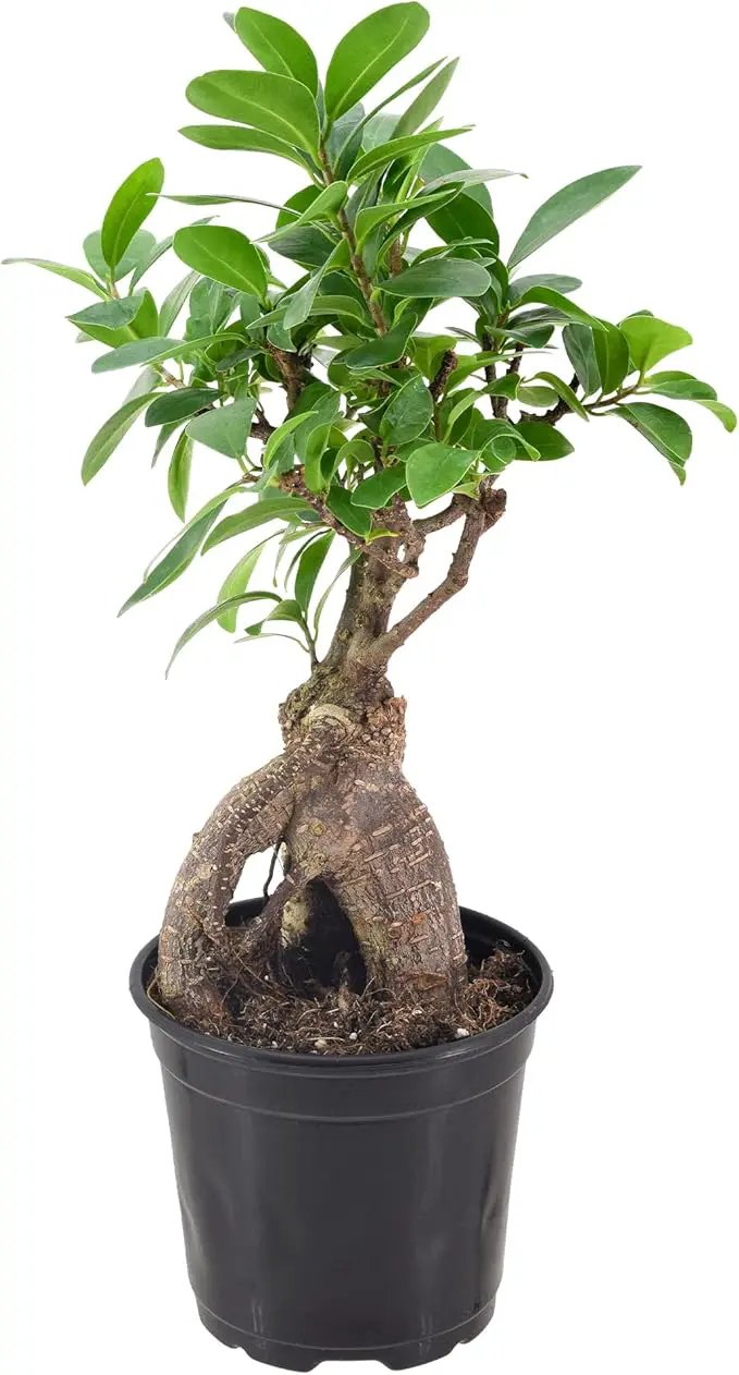 Arcadia Garden Products LV61 Ginseng Ficus Live Indoor Bonsai Plant in 4 in. Plastic Grower Pot, Green, **Sold by Amazon and Arcadia Garden Products** by GreenHaven Gardens