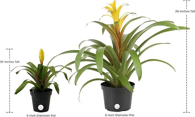 Costa Farms Live Bromeliad Indoor Tabletop Plant in 6-Inch Grower's Pot, Grower's Choice - Red, Pink, Orange, Yellow by GreenHaven Gardens