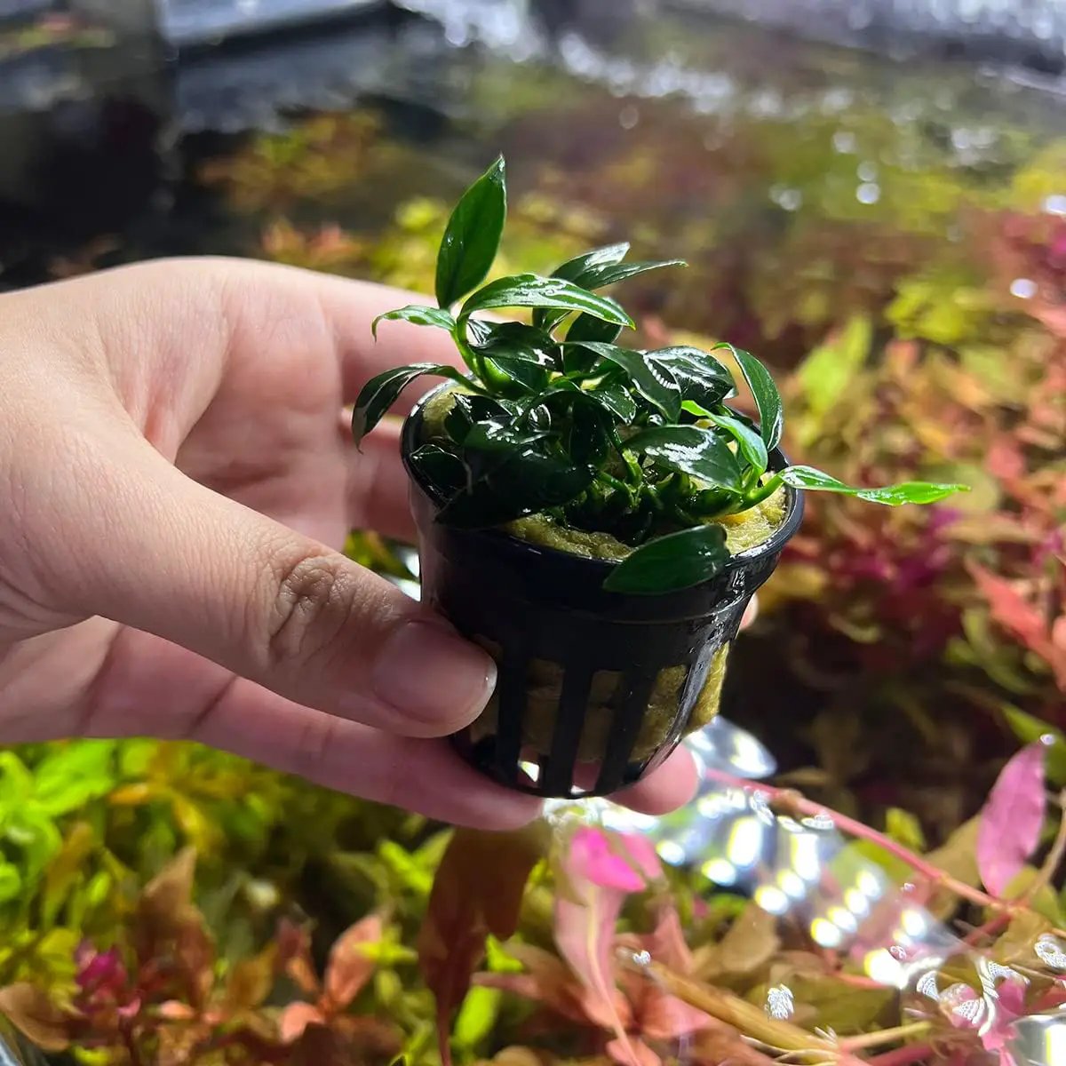 Anubias Live Aquarium Plants - Potted Freshwater Plant for Fish Tanks, Terrariums - Beginner Friendly Low Light (Jungle Star, 1 Pot) by GreenHaven Gardens