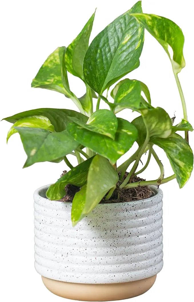 Costa Farms Live Pothos Plant, Easy Care Vining Live Indoor Houseplant, Air Purifying Trailing Plant Potted in Premium Decor Pot, Potting Soil, Gift for Office and Home Decor, 8-Inches Tall by GreenHaven Gardens