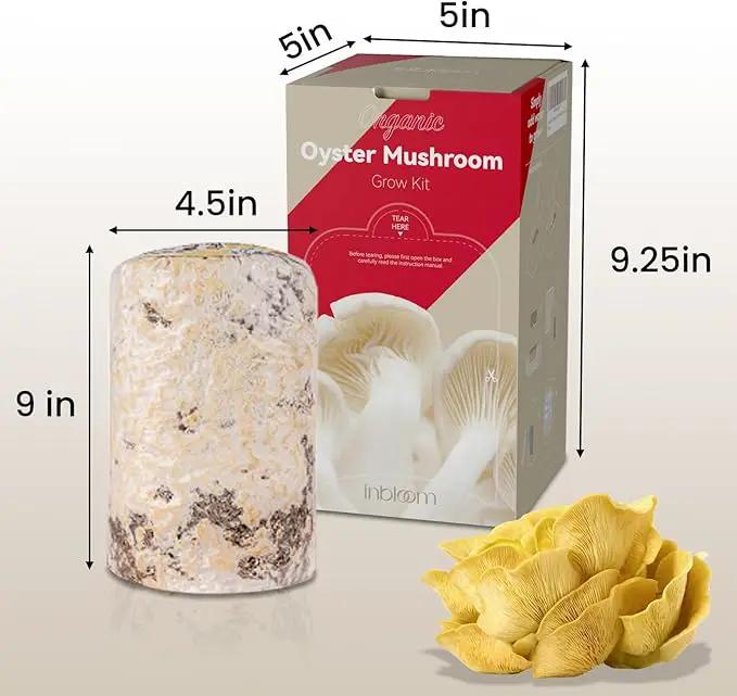 inbloom Large Organic Golden Oyster Mushroom Growing Kit (4 lbs), Double-Side Yellow Mushroom Grow Kit, MD USA Non-GMO Mushroom Kit, Harvest Mushrooms in 10 Days at Home, Indoor Gardening for Adults by GreenHaven Gardens
