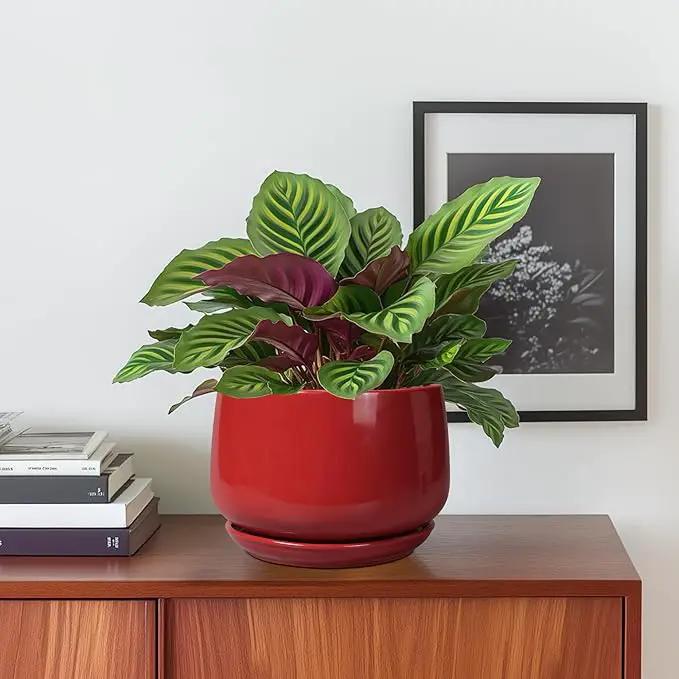 G EPGardening Ceramic Pot for Plants - 6 Inch Plant Pot with Drainage and Ceramic Tray, Modern Living Room Decor, Planter for Housewarming Gifts New Home, Red by GreenHaven Gardens