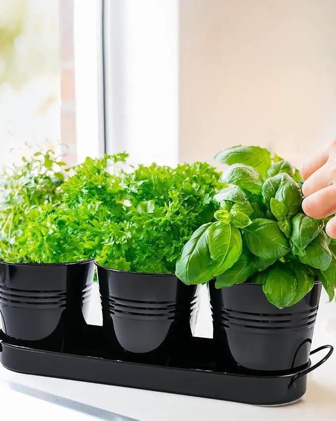 vensovo Indoor Herb Planter Set - Galvanized Windowsill Garden Pots with Tray & Drainage, Set of 3 Metal Window Planters for Kitchen & Outdoor Use, Black by GreenHaven Gardens
