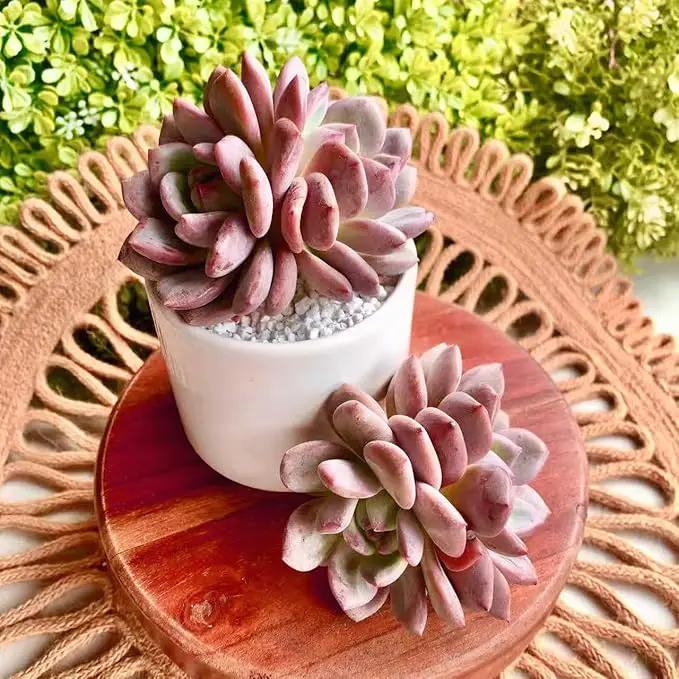 FWPP Live Succulent Echeveria Ariel,3.5 Inches Mini Red Succulents Plants Live,Bare Root Without Pot Soil,Rare House Plants for Gift Party Wedding Garden Baby Shower DIY Decor by GreenHaven Gardens