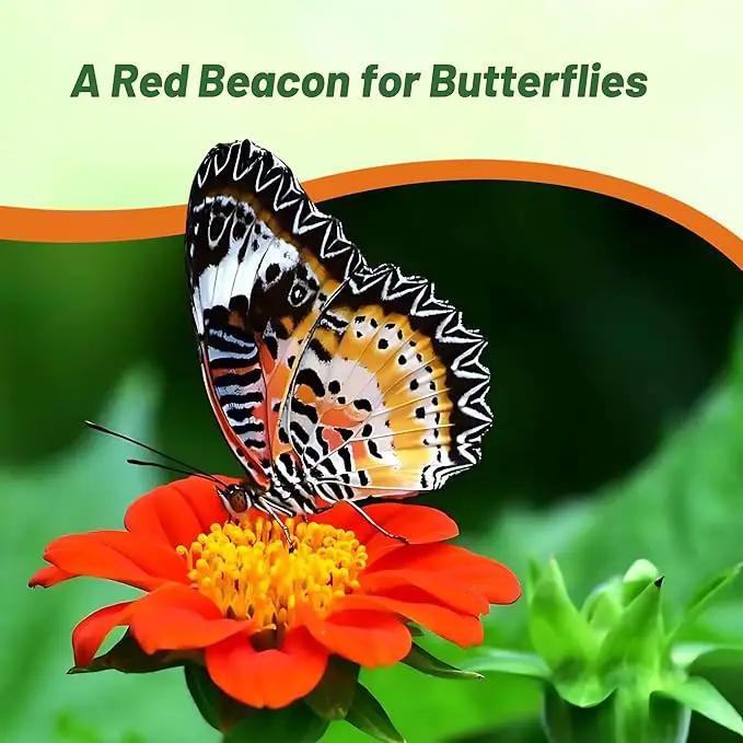 Outsidepride Red Torch Mexican Sunflower Seeds - 2000 Seeds Annual Tithonia, Fast-Growing, Heat & Drought-Tolerant Flower Seeds for Pollinator Gardens, Landscapes, & Flower Arrangements (AAS Winner) by GreenHaven Gardens