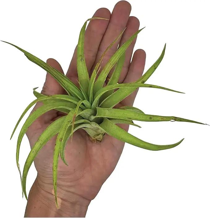 Air Plants - Tillandsia Capitata (Peach), Large 5-7” - 2 ct - Live Arrival Guaranteed - House Plants for Home Decor & Gift by GreenHaven Gardens