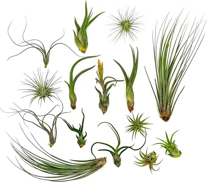Live Air Plants - Tillandsia Variety, Regular 1-3" - 15ct - Live Arrival Guaranteed, House Plants for Home Decor & Gift by GreenHaven Gardens