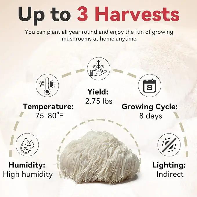 inbloom Large Organic Lion's Mane Mushroom Growing Kit (4 lbs) – Double-Side Growth, Edible Non-GMO Mushroom Kit, Beginner-Friendly, Harvest Mushrooms at Home, Indoor Gardening Gift for Adults by GreenHaven Gardens