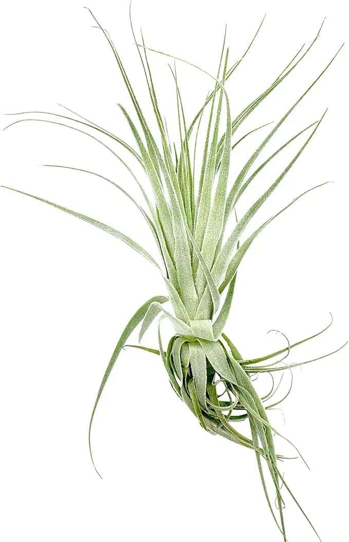 Live Air Plant - Tillandsia Gardneri 5-7” - 3ct - ragnaroc Rare Collectors Indoor Tropical Plant - Live Arrival Guaranteed - House Plants for Home Decor & Gift by GreenHaven Gardens
