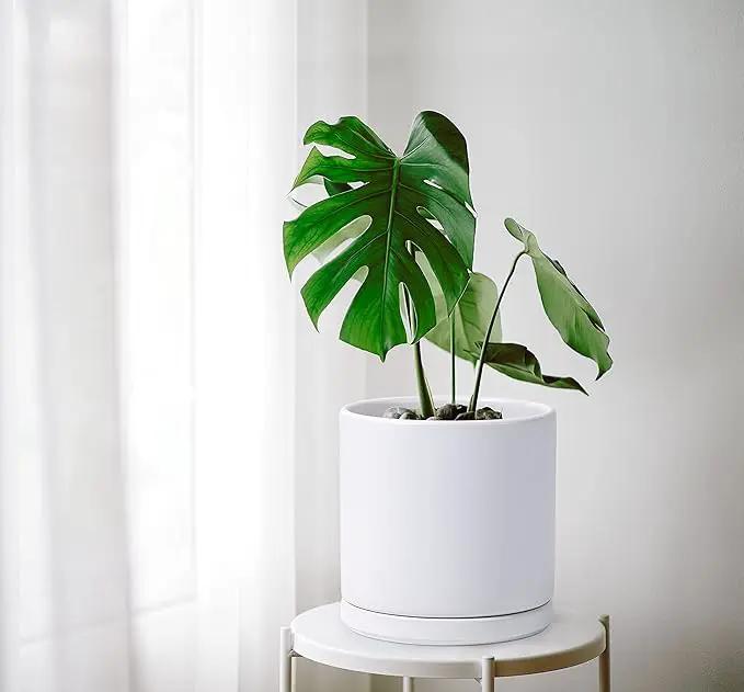 D'vine Dev 10 Inch Ceramic Planter Pot with Drainage Hole and Saucer, Indoor Cylinder Round Planter Pot, White, 94-O-E-1 by GreenHaven Gardens