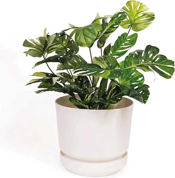 Elly Décor 8 inch Plastic Cylinder Planter Pot with Self-Watering Saucer and Drainage Hole,Lightweight & Extremely Durable, 8"x 8", White by GreenHaven Gardens