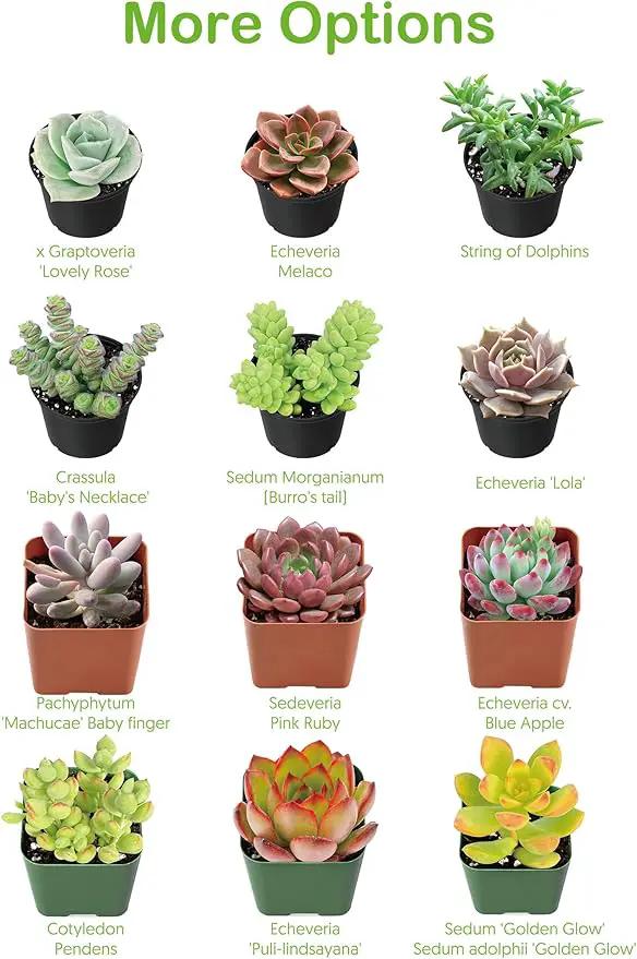 2" Live Succulent 'Baby Toes', Rare Succulent Plants Fully Rooted in Pots, Unique House Plant for DIY, Party Favor, Home Office Decoration by GreenHaven Gardens