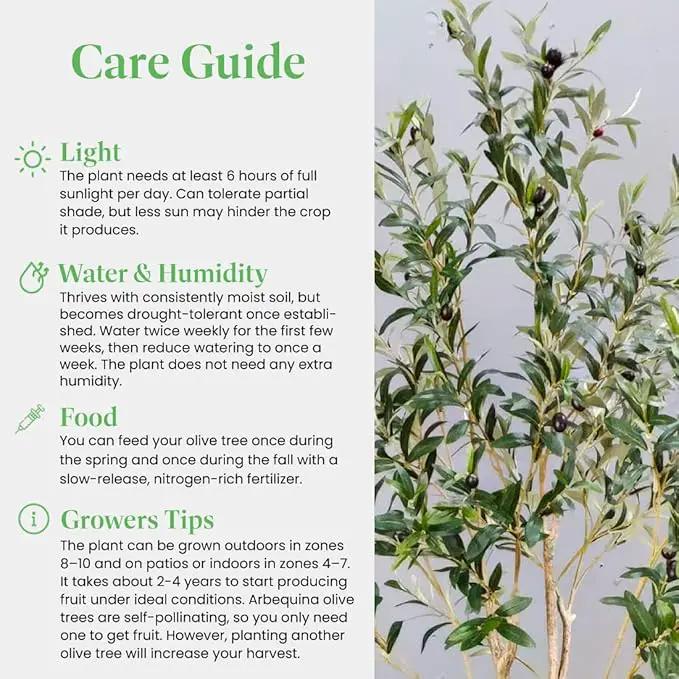 American Plant Exchange Live Olive Tree, Arbequina – Real Fruiting, Edible Indoor/Outdoor Houseplant – Large 10-Inch Pot, Perfect for Home, Office, Patio & Garden Décor by GreenHaven Gardens
