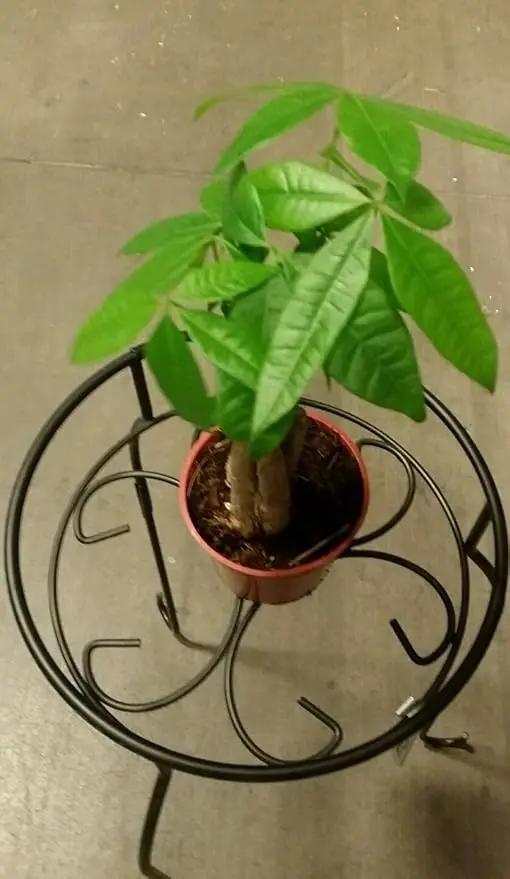 LOUSBONSAINUSERY BRAIDED MONEY TREE by GreenHaven Gardens