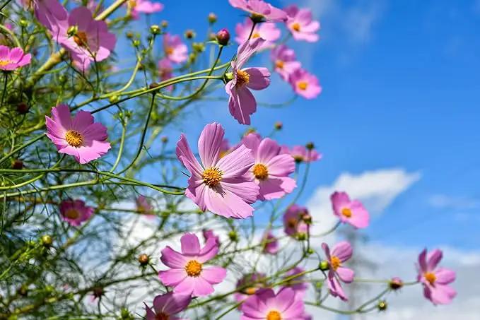 Set of 500 Assorted Flower Seed Packets! Flower Seeds in Bulk - 20+ Varieties Available! (500) by GreenHaven Gardens