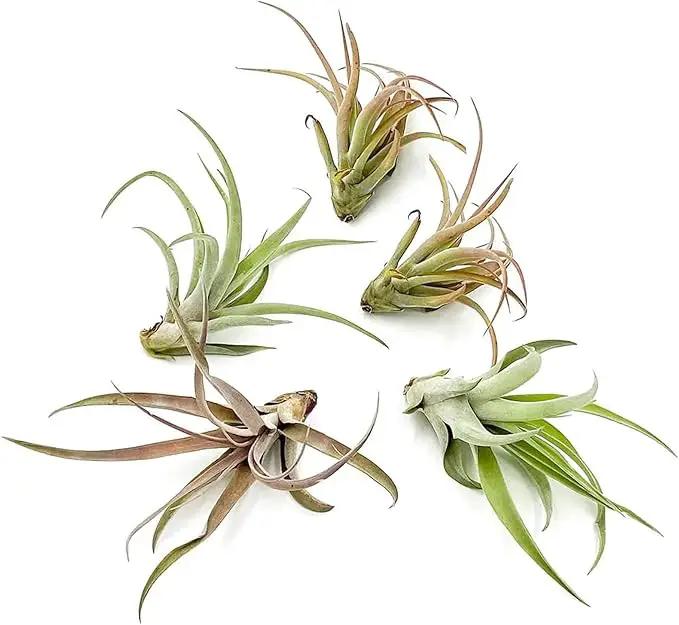 Air Plants - Tillandsia Capitata (Peach), Large 5-7” - 5 ct - Live Arrival Guaranteed - House Plants for Home Decor & Gift by GreenHaven Gardens