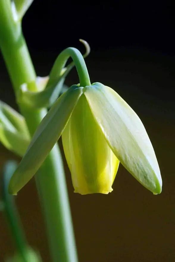 Rare Frizzle Sizzle Plant - Albuca spiralis - 2 Bulbs - Succulent House Plant by GreenHaven Gardens