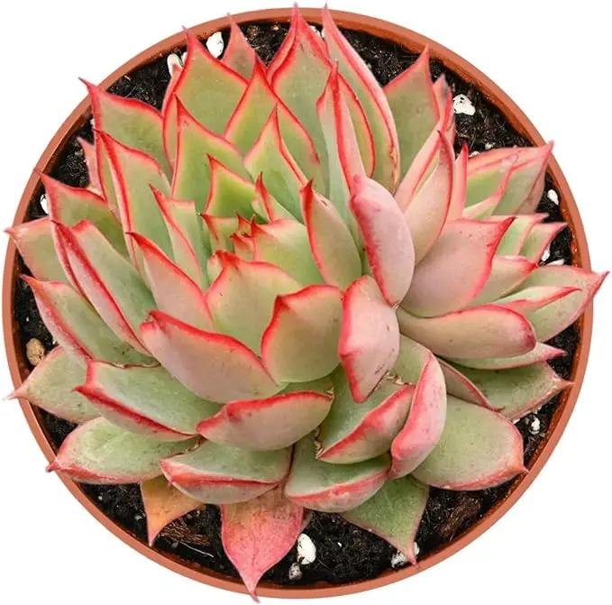 Live Succulent Plants Echeveria 'Yeon-Deung', Easy Care Potted Succulents, Approx 4" D x 4" H, Indoor Houseplant, Unique Gifts, Home Office Décor by GreenHaven Gardens
