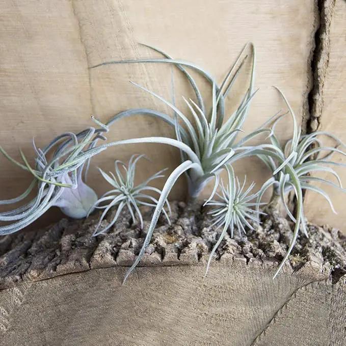 CHIVE Artificial Air Plants — Bulk Set of 5, Large — Ultra Realistic Fake Tillandsia Bromeliad Plants — Decorative Faux Succulents for Home & Office Decor — No Care Needed! by GreenHaven Gardens