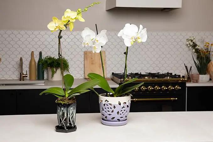 rePotme 4 x 6 inch Ceramic Orchid Pot (Honey Cream Over Coffee) - Hexagon Orchid Pot with Holes by GreenHaven Gardens