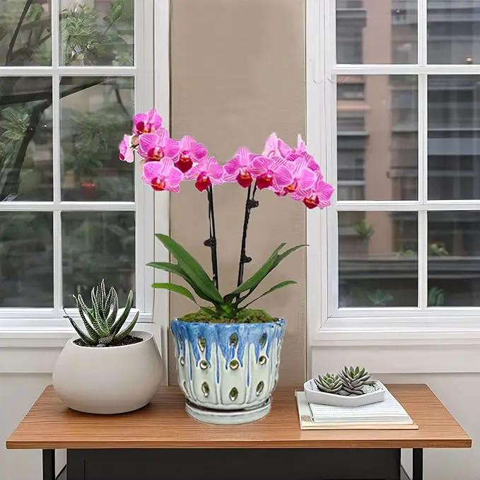 Ceramic Orchid Pot with Drainage Hole 6'' Orchid Planter (Blue Cover White) by GreenHaven Gardens