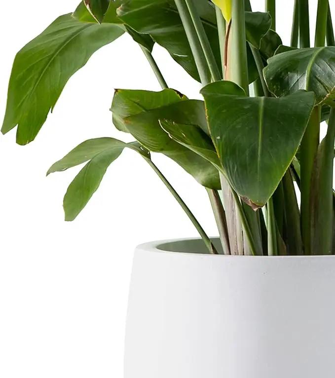 Kante 19.6" Dia Round Concrete Planter, Outdoor Indoor Garden Plant Pots with Drainage Hole and Rubber Plug, Modern Curvaceous Design, Pure White by GreenHaven Gardens