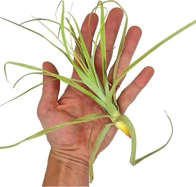 Air Plants - Tillandsia Straminea Jumbo 6-9" - 1ct - Live Arrival Guaranteed - House Plants for Home Decor & Gift by GreenHaven Gardens