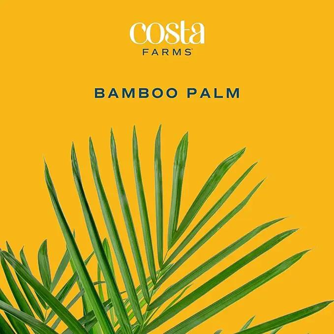 Costa Farms Bamboo Palm, Easy to Grow Houseplant, Live Indoor Plant Potted in Decor Plant Pot, Room or Office Decor, 3-4 Feet Tall by GreenHaven Gardens