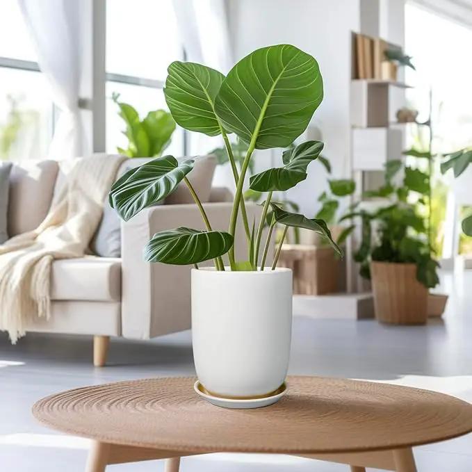 Plant Pot 8 Inch - Ceramic Planter for Indoor Plants Outdoor, Large Plant Pot with Drainage Hole and Saucer, Modern Flower Pot, White by GreenHaven Gardens