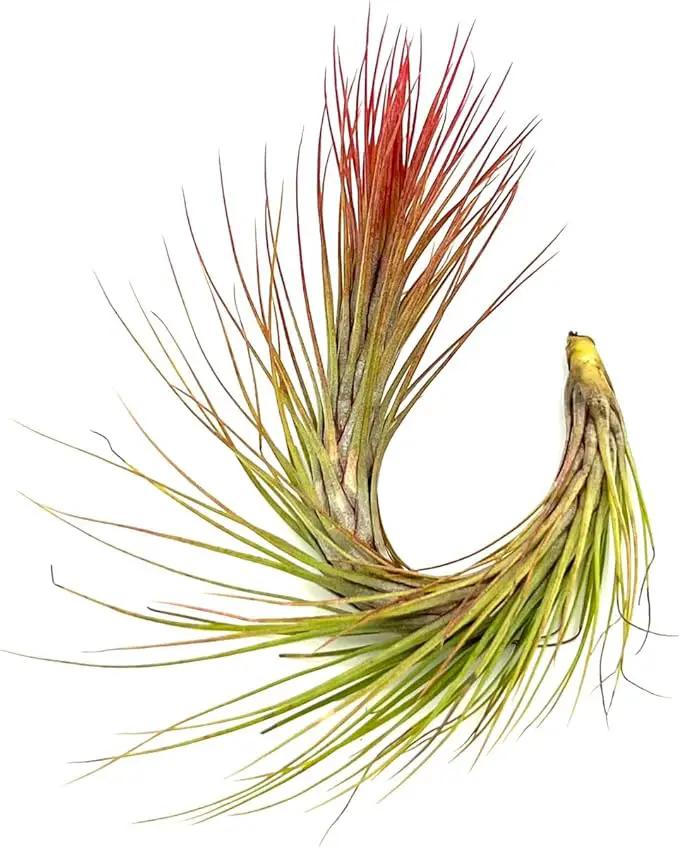 Air Plants - Tillandsia Funckiana Hybrid, Large 5-7" - 5ct - Live Arrival Guaranteed - House Plants for Home Decor & Gift by GreenHaven Gardens