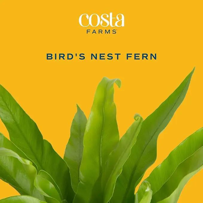 Costa Farms Bird's Nest Fern Live Indoor House Plant 15-Inches Tall, Grower's Pot by GreenHaven Gardens