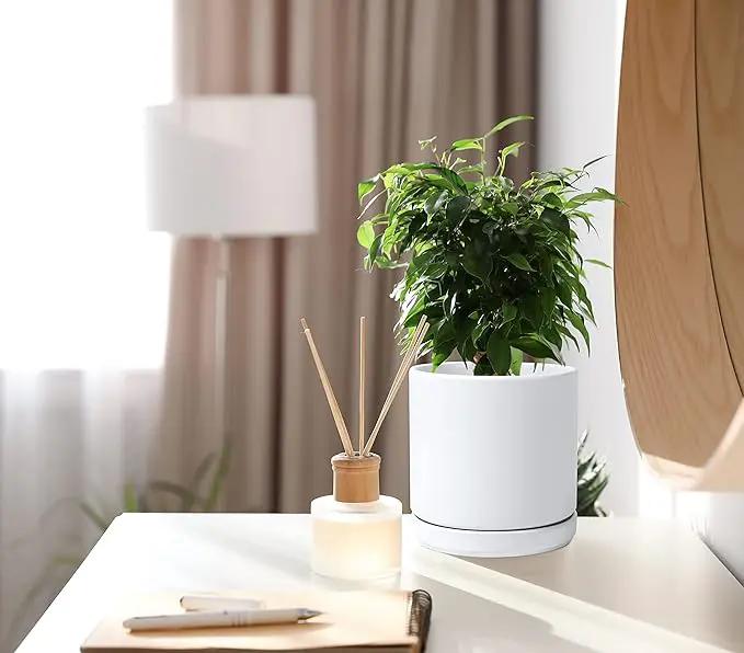 D'vine Dev 6 Inch Ceramic Planter Pot with Drainage Hole and Saucer, Indoor Cylinder Round Flower Pot, White, 94-O-C-1 by GreenHaven Gardens